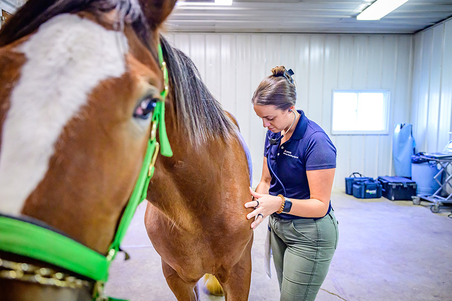 Dr. Kianna Taylor listening to a brown horse's heart