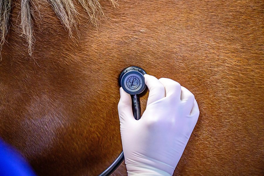 A stethoscope on a horse's body