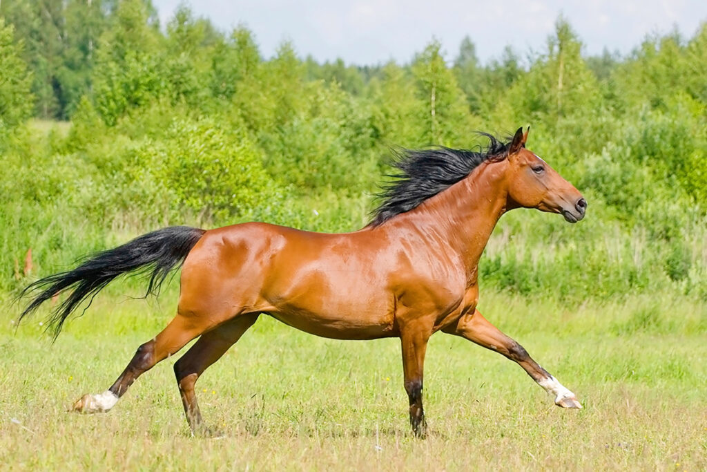 A brown horse running through a field