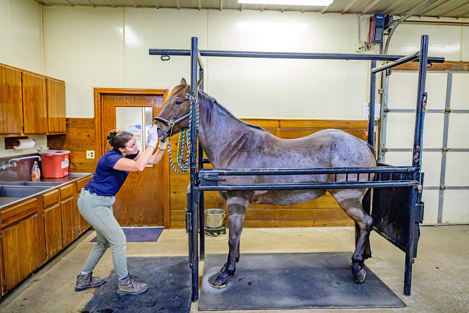 Dr. Kianna Taylor opening a horse's mouth