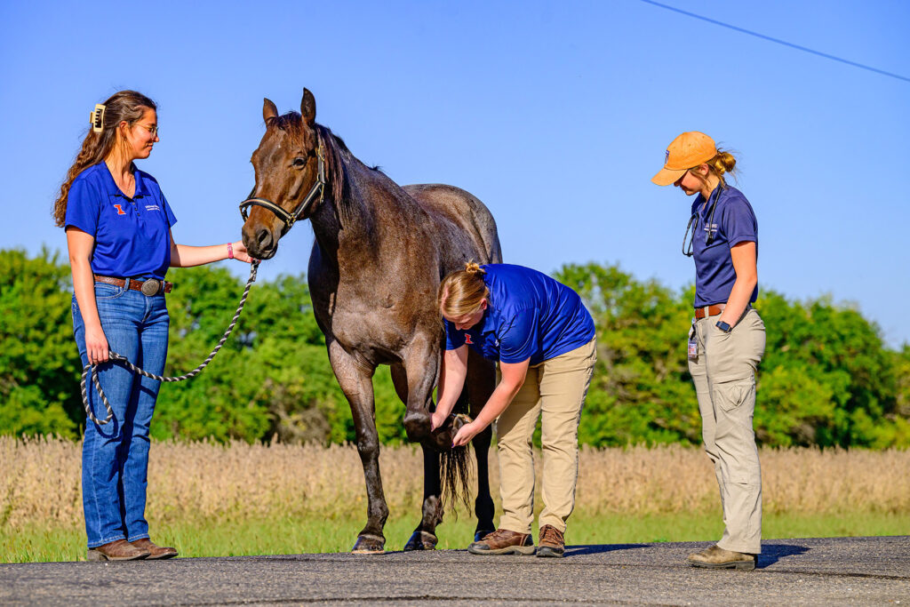 Dr. Catherine "Cat" Foreman-Hesterberg helping a brown horse with colleagues