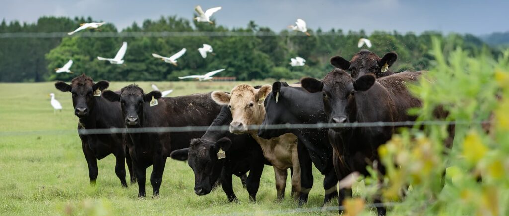 Cattle standing in a green pasture with a flock of wild birds flying over them.