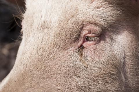 Close up of pig's face