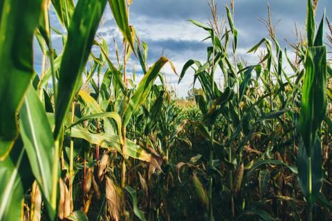 Mexico is banning GE corn and glyphosate, what does that mean for US livestock producers?
