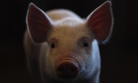 Swine Fever Pig