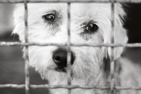 Caged dog waiting in shelter