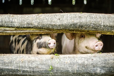 Pigs looking through wooden fence