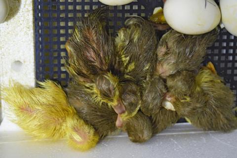Hatching of eggs of ducklings of a musky duck in an incubator cultivation of poultry.