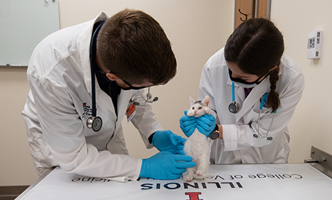 The Round Barn: Introducing the Certificate in Veterinary Science