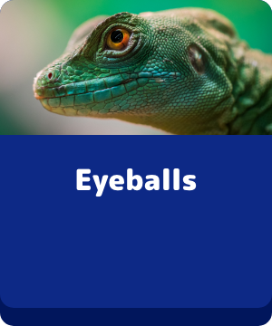Eyeballs - button
