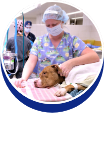 Anesthesiology: Dr. Ashley Mitek - button