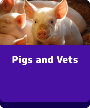 Pigs and Vets - buttons