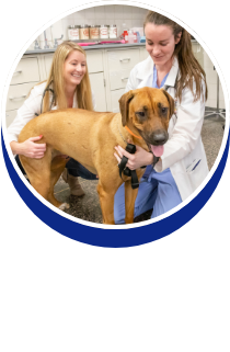 Emergency/Critical Care: Dr. Meghan Fick - button