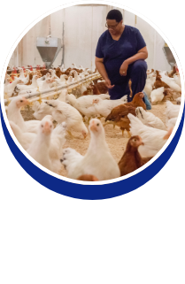 Farm Animal Medicine: Dr. Brian Aldridge - button