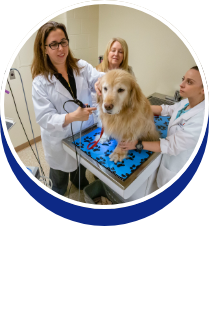 Internal Medicine: Dr. Nicole Laia - button