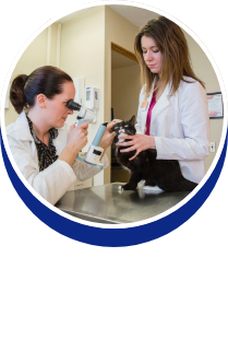 Ophthalmology: Dr. Tatiane Villar - button