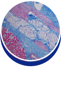 Pathology: Dr. Jonathan Samuelson - button