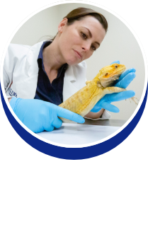 Zoo Medicine: Dr. Sam Sander - button
