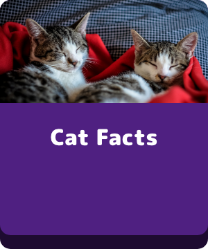Cat Facts button