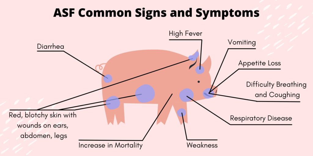 African Swine Disease