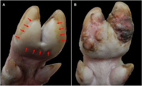 Progression of foot lesions in pig infected with foot and mouth disease. Photo by Stenfeldt et al. 
