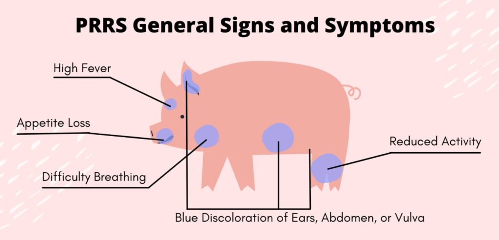 Porcine Reproductive and Respiratory Syndrome