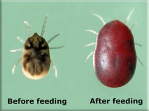 O. hermsi tick, before and after feeding