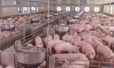 Module 5 – Swine Biosecurity