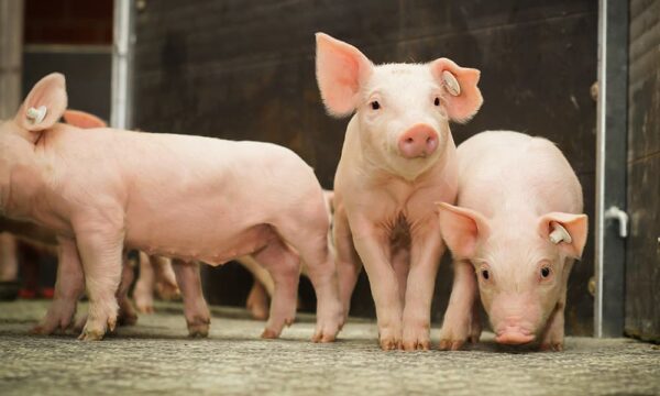 Biosecurity Swine Biosecurity