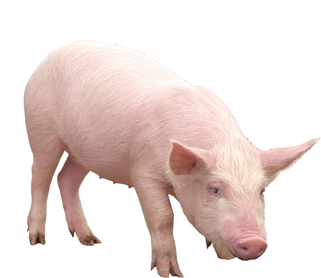 Pig