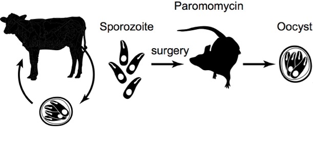 Molecular Genetics for Cryptosporidium