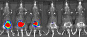 Drug efficacy model for Cryptosporidiosis