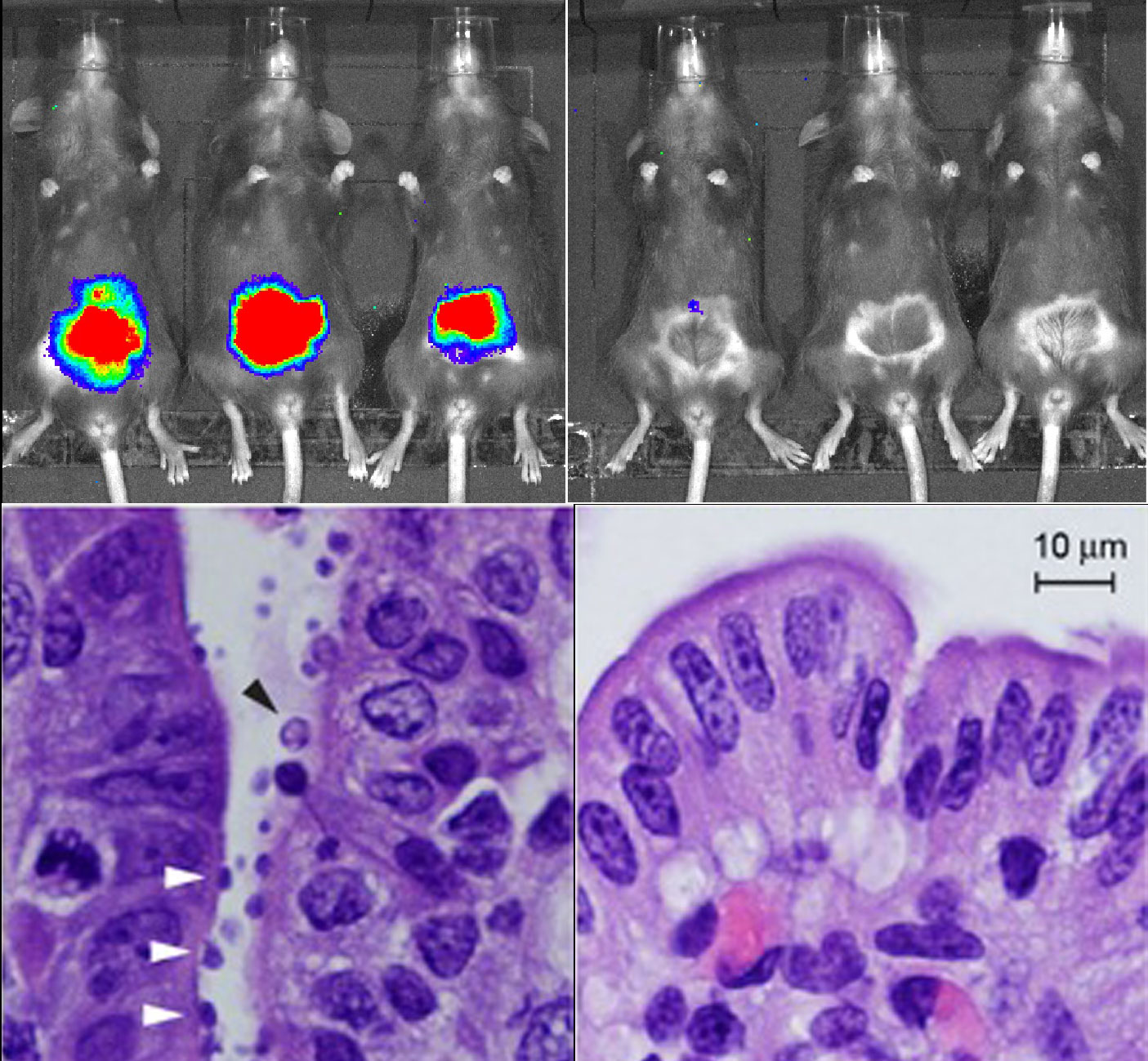 Drug efficacy model for Cryptosporidiosis