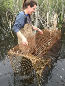 Dr. Lindemann checks a trap for turtles