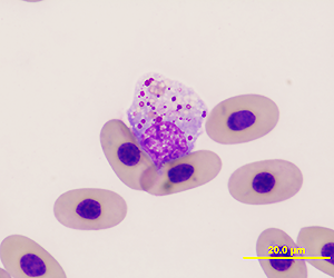 Turtle Blood Smear