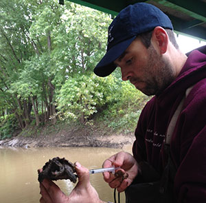 Allender Alligator Snapping Turtle Venipuncture