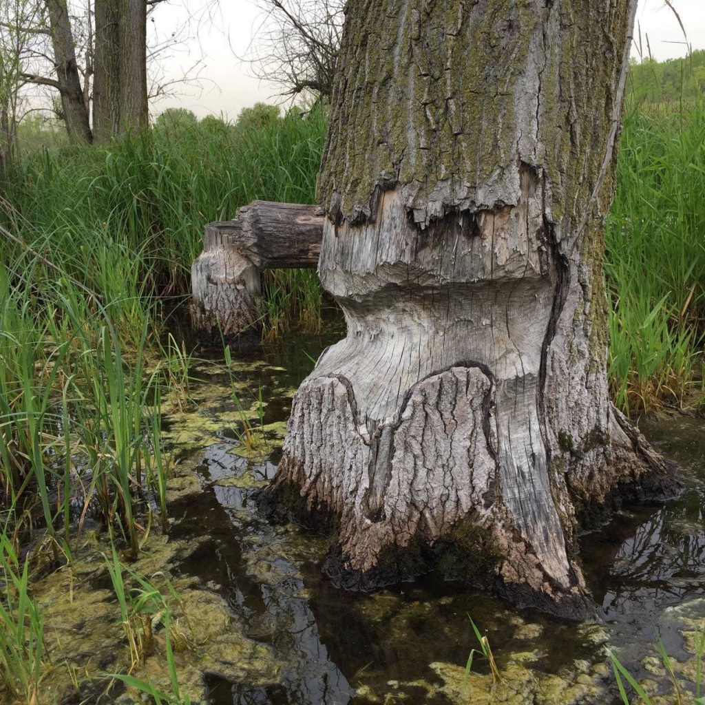 Beavers began to chop down this tree, but moved onto bigger and better things