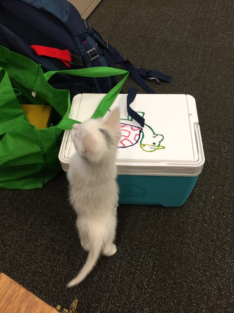 A 'wild' kitten inspects my work