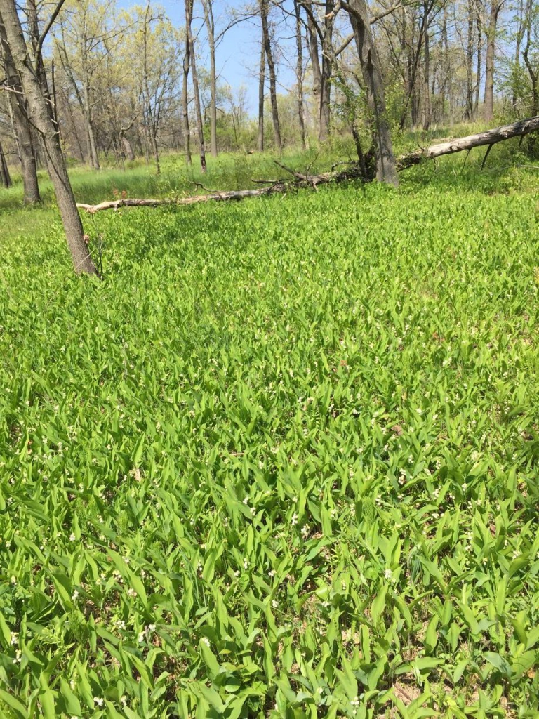 Field full of lily of the valley