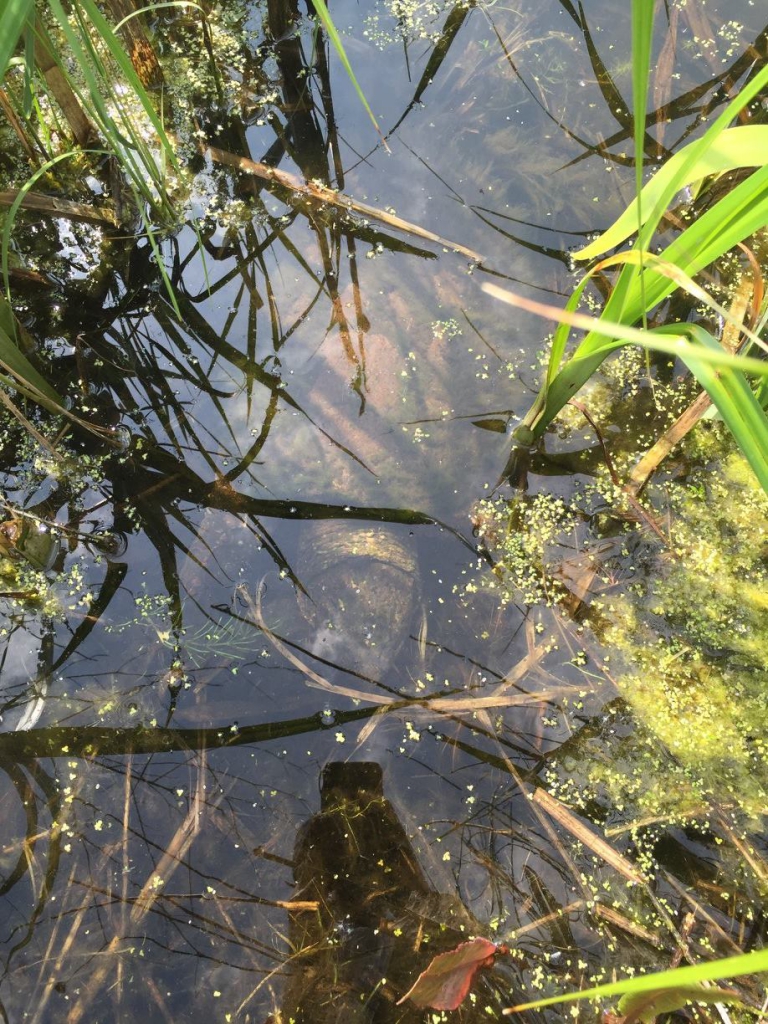 A large snapping turtle lies in wait for his next mean