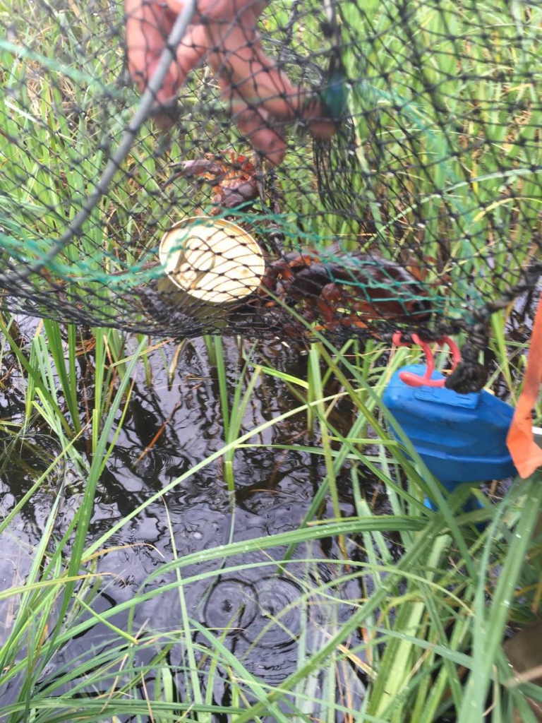 A few of the numerous crayfish that have wandered into our traps