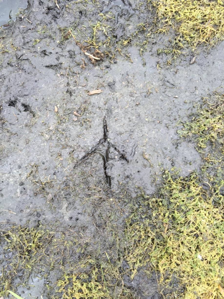 Crane footprint