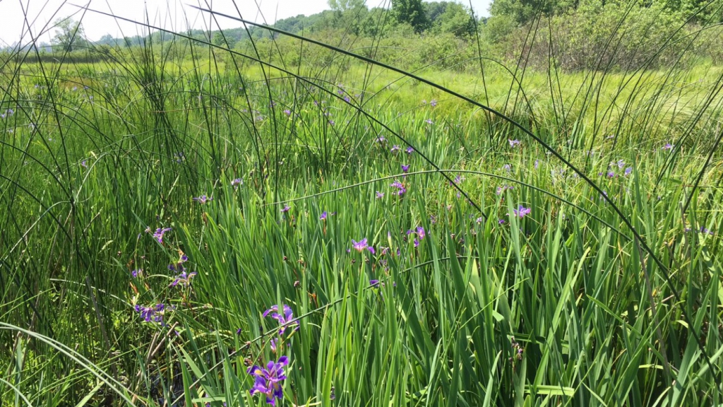 Purple irises in boom