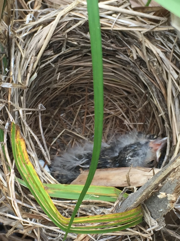 The nestling inside the nest