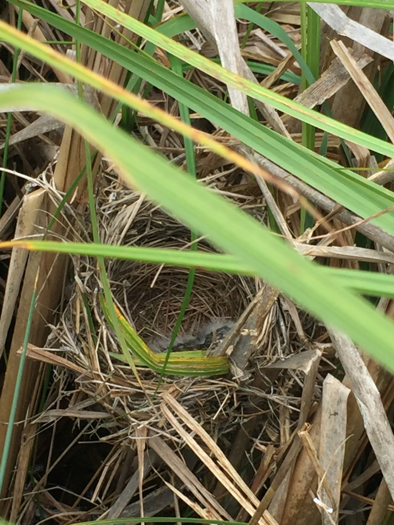 Bird's nest propped up between reeds