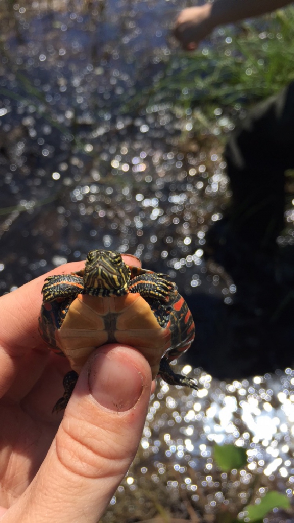 An itty bitty painted turtle hatchling, likely 1-2yrs old