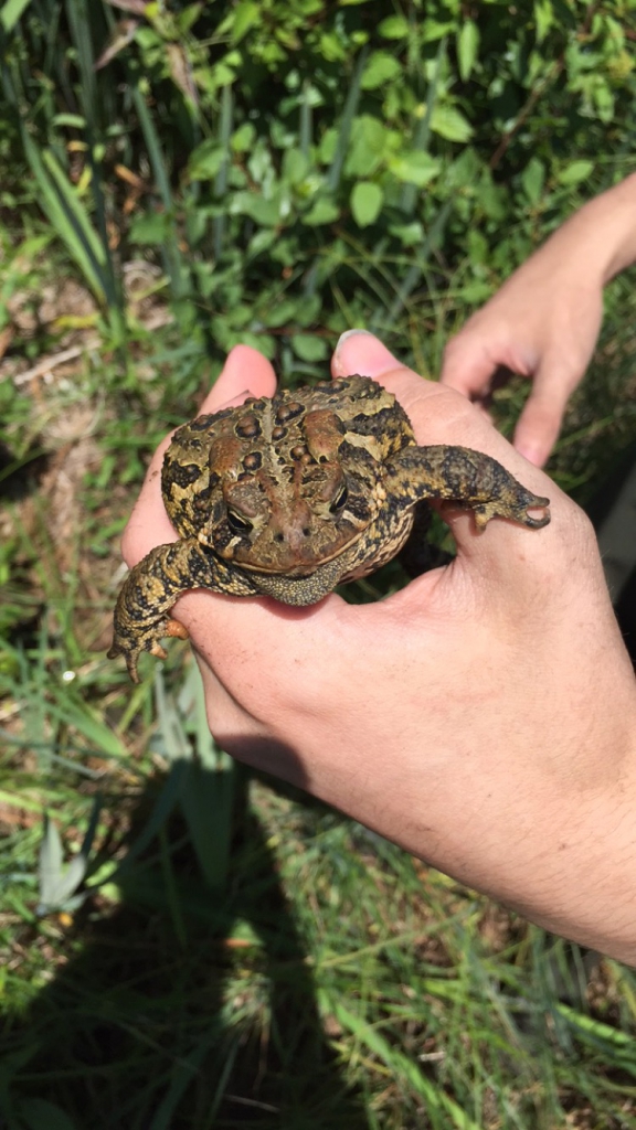 A toad