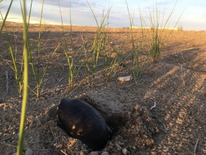 Week 6: Digging Holes and Dropping Eggs – Wildlife Epidemiology Laboratory