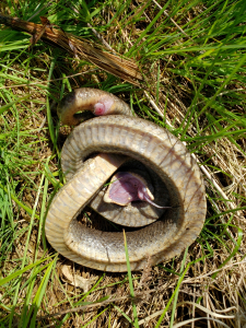 Ringneck Snake Playing Dead, Ringneck Snake Playing Dead