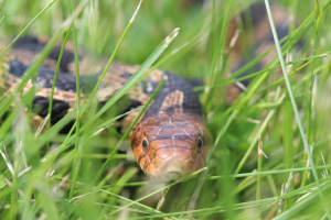 Snakes play vital role in ecosystems, humans' health > Robins Air
